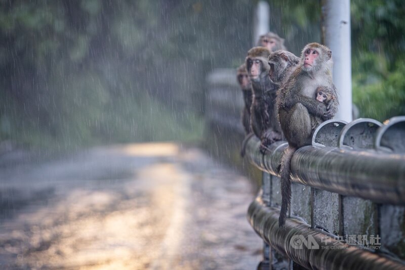 2024年7月颱風凱米來勢洶洶，新北市新店區一條山間道路傍晚出現台灣獼猴家族，成群結隊行進，在風雨中尋找安全遮蔽處。中央社記者鄭清元攝 113年7月24日