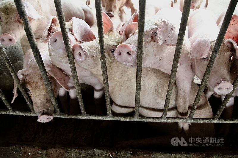 中央災害應變中心公布台灣首例非洲豬瘟疫調，外界關注7日能否解封，恢復活豬運送屠宰交易。行政院長卓榮泰4日受訪表示，是否完全解封，5日中午會開會決定，未來一個月將展開後續市場管理與肉品穩定計畫，並以週為單位進行檢討。圖為高雄市一處養豬場豬隻。中央社記者董俊志攝 114年11月4日