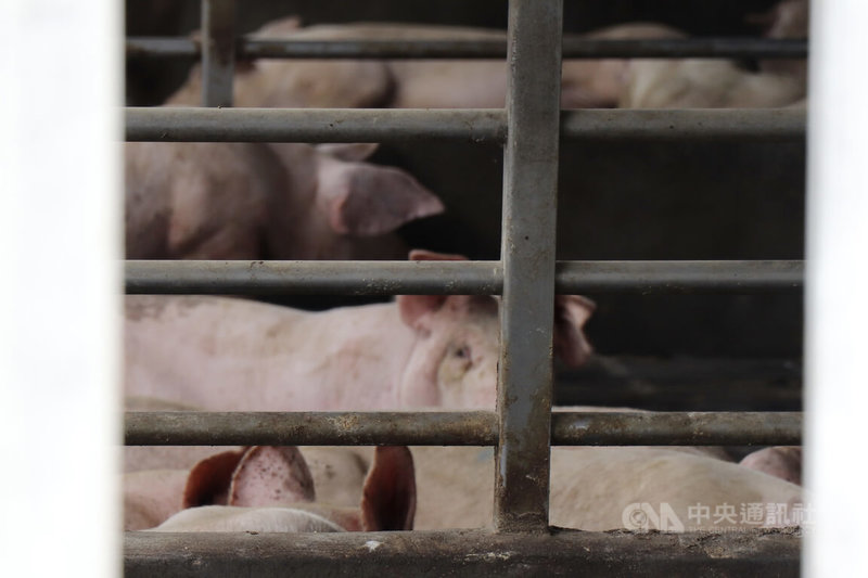 台中發生全台首例非洲豬瘟，活豬禁宰禁運6日中午12時起分2階段解封，豬農擔心豬隻體重太重影響拍賣價格，希望政府能有效協助調節及紓解數量，降低損失。圖為彰化縣一間豬場。中央社記者鄭維真攝　114年11月5日