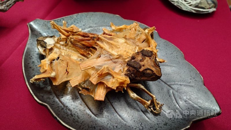 「2025中藥本草文化節」11月8日至9日將在故宮南院舉行,5日在嘉義縣府辦記者會,現場展出昆蟲、爬蟲等炮製而成的中藥材。圖為蟾蜍乾。中央社記者蔡智明攝 114年11月5日