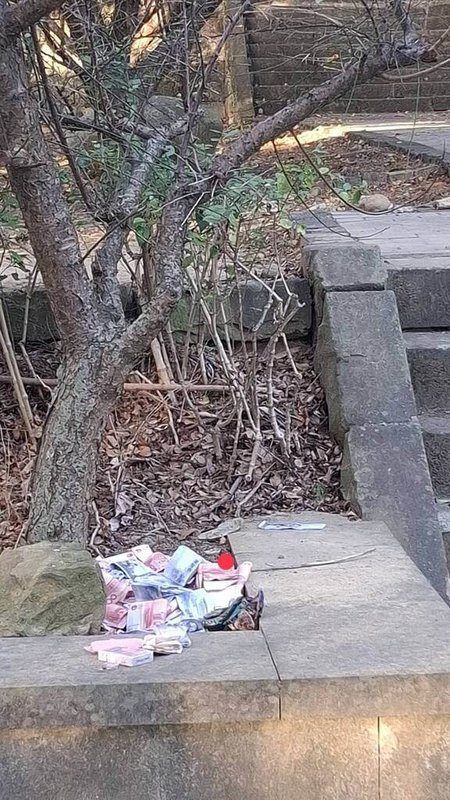 苗栗市有民眾5日上午在貓裏山公園運動時,在水泥平台花圃發現大批現金紙鈔以及7條總重約35兩黃金,警方將擴大調閱監視器畫面,尋找可能的失主。(民眾提供)中央社記者管瑞平傳真 114年11月5日