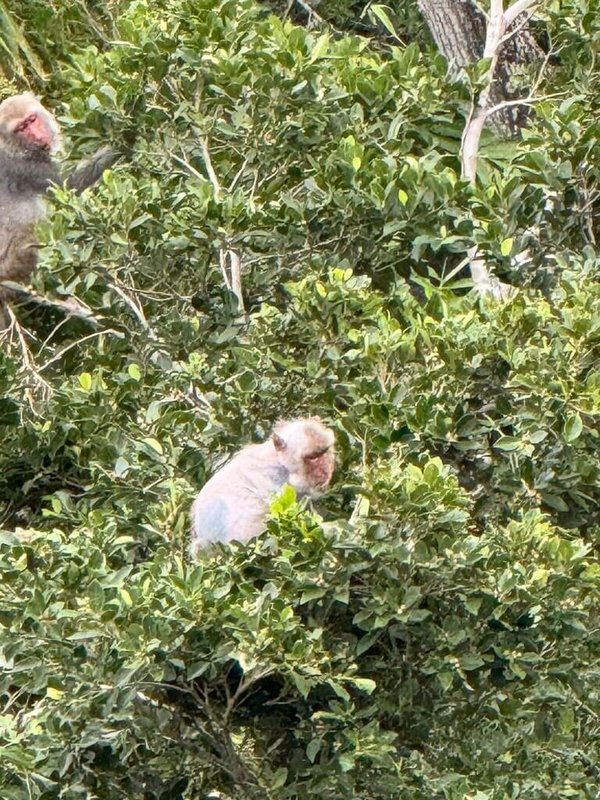 台東縣東河鄉舊東河橋出現脫毛的猴群，台東縣政府農業處和獸醫師初步研判疑似感染皮膚病。（林宜蓁提供）中央社記者盧太城台東傳真　114年11月5日