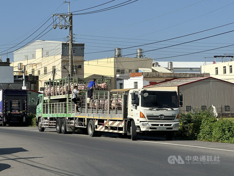 活豬6日中午12時後可運送,彰化有豬農下午出豬,因擔心仍有感染風險,與運豬車駕駛約在彰化縣肉品市場外路邊載豬,再運送至雲林肉品加工廠。中央社記者鄭維真攝 114年11月6日