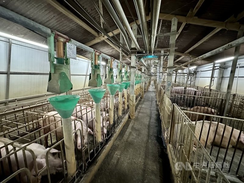 彰化養豬業者6日表示，因配合禁運禁宰令政策，產房大塞車，母豬只能在夾欄生產，但因夾欄溫度較低，小豬死亡慘重，盼政府放寬補助標準。中央社記者鄭維真攝　114年11月6日