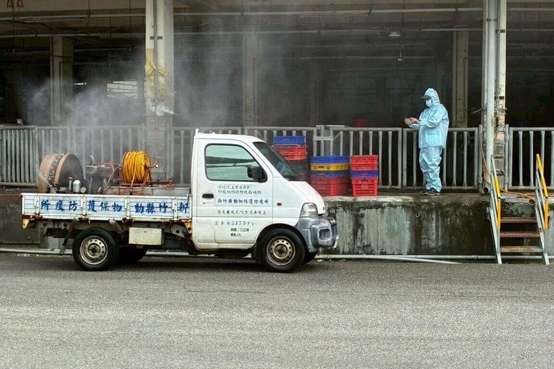 新竹縣政府6日表示，新竹肉品市場於管制期間持續清潔、消毒，環境檢測均為陰性，將於7日正式拍賣850頭豬，以供應市場需求。（新竹縣政府提供）中央社記者郭宣彣傳真　114年11月6日