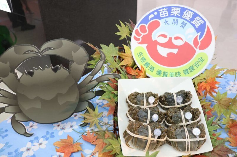 苗栗縣長鍾東錦6日起率團赴中國上海參訪，將到上海海洋大學將拜訪該校校長及水產學院負責人，交流大閘蟹養殖技術與經驗，並商議民國115年蟹苗引進事宜，盼助降低蟹農養殖成本及獲得更優質大閘蟹種苗。（苗栗縣政府提供）中央社記者管瑞平傳真　114年11月6日