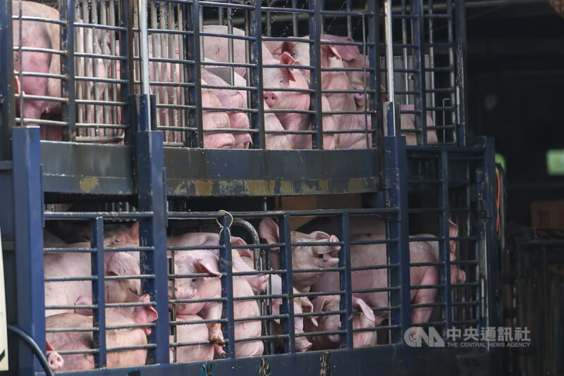 農業部宣布，活豬自6日中午12時後可運送，7日零時起並恢復豬隻拍賣、屠宰與屠體運送。新北市肉品市場6日下午已有滿載活體豬隻的運豬車抵達。中央社記者吳家昇攝　114年11月6日