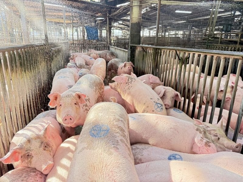 活豬拍賣恢復首日，雲林縣肉品市場7日上午恢復拍賣，第1頭豬重量132公斤、成交價每公斤新台幣99.6元，價格還算合理，豬農鬆口氣。（雲林縣肉品市場提供）中央社記者姜宜菁傳真　114年11月7日