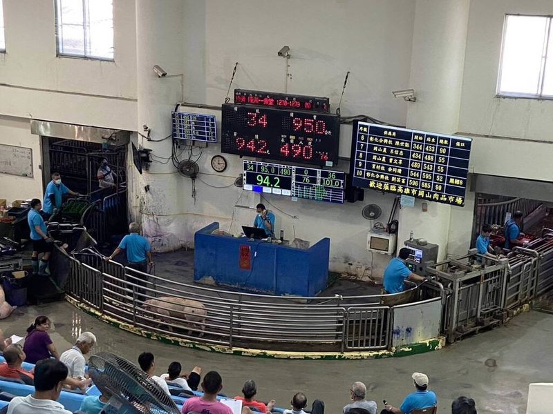 全台活豬拍賣恢復首日，高雄市4大肉品市場7日平均交易價格與民國113年同期及禁宰前行情相比，整體均價略增，市場秩序平穩。（高雄市農業局提供）中央社記者林巧璉傳真　114年11月7日