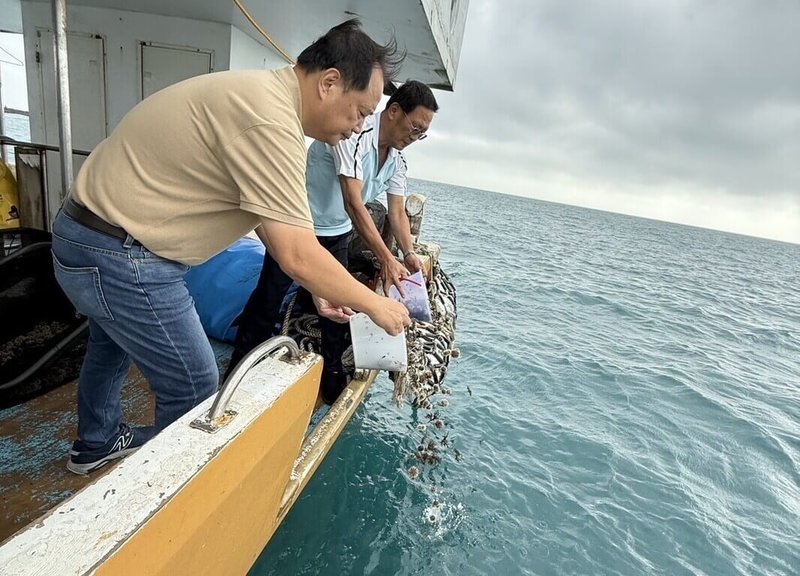澎湖區漁會7日在澎湖近海海域舉辦海膽放流活動，共計放流5000顆人工育成的馬糞海膽種苗，盼藉實際行動恢復澎湖海洋生態環境。（澎湖區漁會提供）中央社　114年11月7日