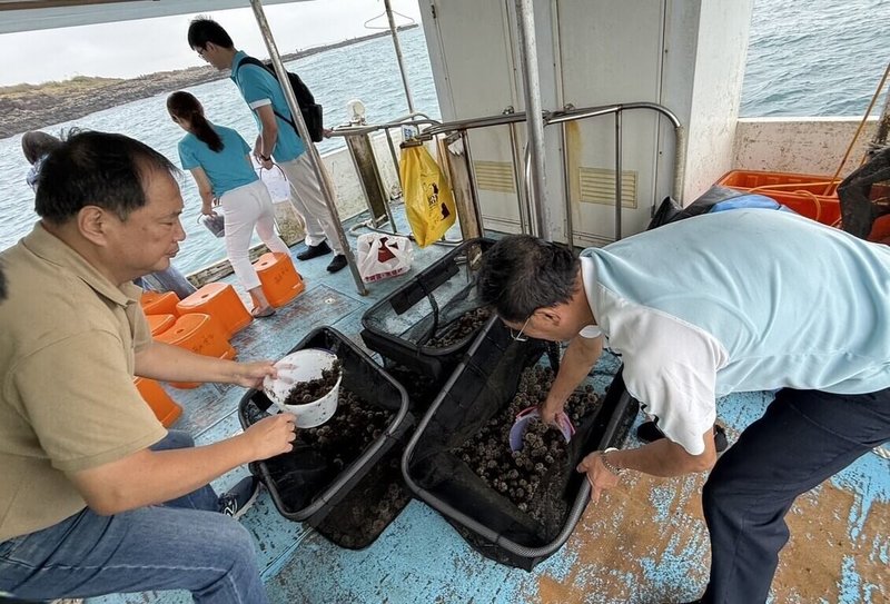 澎湖區漁會7日邀集漁民、學校與社區人員一同出海，在近海海域放流5000顆馬糞海膽種苗，以實際行動善盡社會企業責任，盼讓漁業資源永續。（澎湖區漁會提供）中央社　114年11月7日