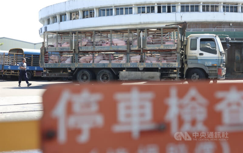 全台豬隻禁運禁宰令解除，新北市肉品市場7日中午開始拍賣，畜產業者陸續將豬隻載運進場。中央社記者趙世勳攝　114年11月7日