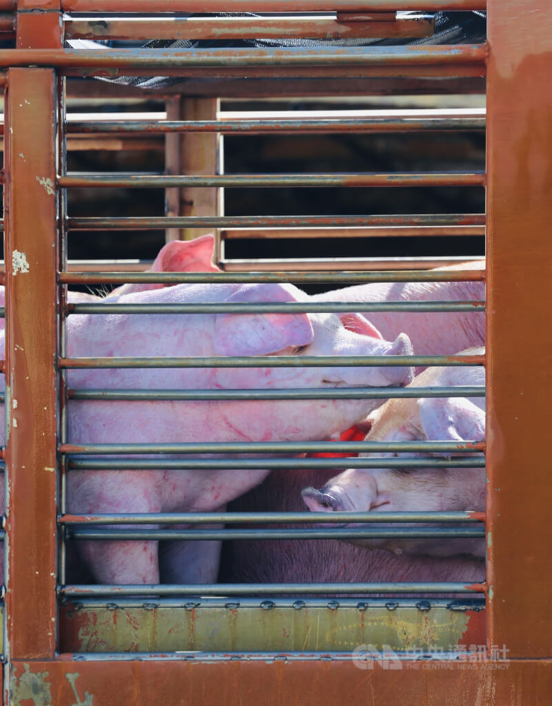 全台活豬禁運、禁宰15天後，6日中午12時起恢復載運，7日0時起恢復拍賣與屠宰。圖為新北市肉品市場畜產業者運送豬隻情形。中央社記者趙世勳攝　114年11月7日