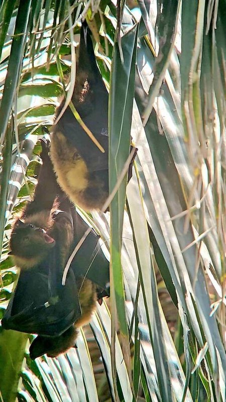 瀕臨絕種保育類台灣狐蝠近年穩定出沒花蓮市區,林業及自然保育署花蓮分署與專家學者合作觀察研究發現,雌蝠「嘉嘉」與雄蝠「麻吉」共棲於同1棵可可椰子樹上,罕見的互動畫面顯示,狐蝠具有豐富的社會行為。(林業及自然保育署花蓮分署提供)中央社記者張祈傳真 114年11月7日