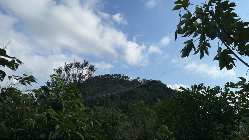 4隻保育類黑鳶在基隆山區遭非法鳥網纏住死亡，警方連日埋伏，7日發現吳姓及王姓男子進入山區捕鴿，當場逮捕2人詢後送辦，警方將深入追查釐清2嫌是否與黑鳶案有關。圖為現場架設的大型鳥網。（讀者提供）中央社記者王朝鈺傳真 114年11月7日