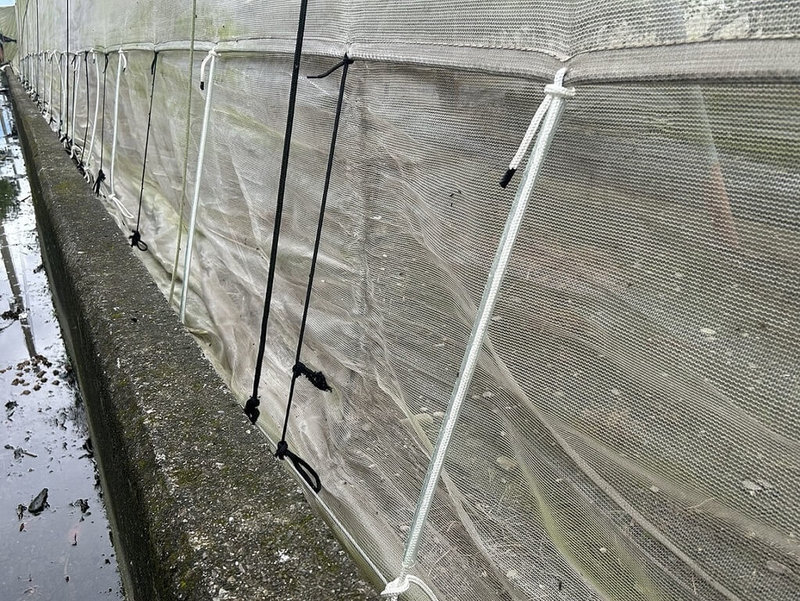 颱風鳳凰目前強度達中颱上限,預計11日北轉、往東北方向移動接近台灣。高雄區農業改良場呼籲農友加強防颱措施,網室設施應加強固定,避免瞬間強風毀損防蟲網。(高雄區農業改良場提供)中央社記者黃郁菁傳真 114年11月9日