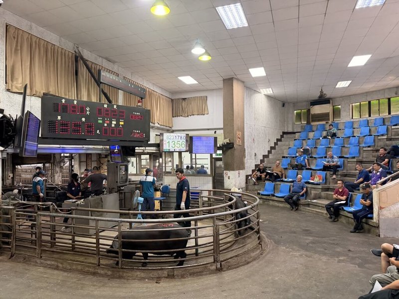 豬隻禁運禁宰令解除，苗栗肉品市場連2天拍賣價格高於其他縣市，肉品市場9日表示，市場買氣不減，供不應求，10日預計增加拍賣量至1040頭。（苗栗肉品市場提供）中央社記者管瑞平傳真　114年11月9日