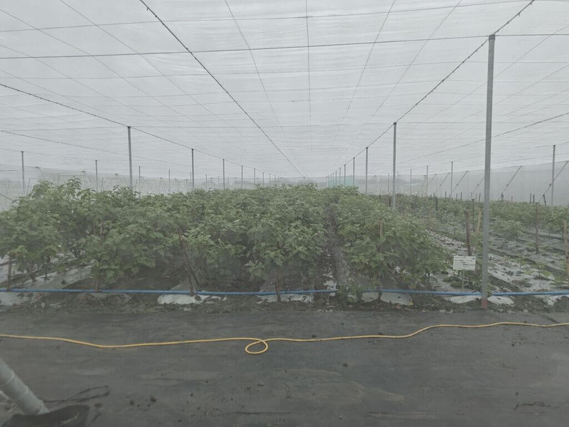 颱風「鳳凰」撲向菲律賓呂宋島,台灣示範農場位於颱風直擊路徑,已為部分農作物架設「水平式防風網」,對抗強風。(台灣駐菲律賓技術團提供)中央社記者林行健馬尼拉傳真 114年11月9日