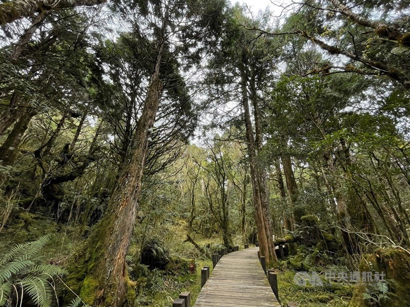 圖為太平山國家森林遊樂區內的檜木原始林步道。（中央社檔案照片）