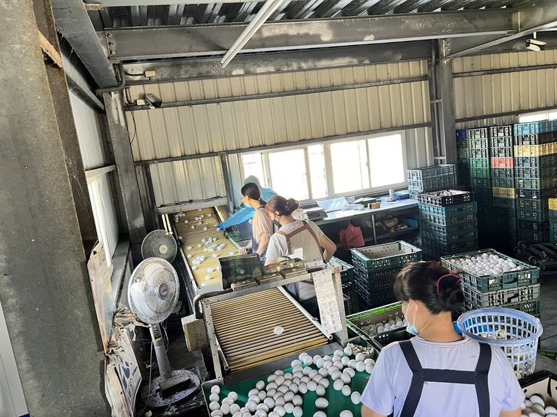 市售雞蛋檢出農藥殘留芬普尼，檢出芬普尼同批號及相關蛋品皆回收，並通知台中市、雲林縣及南投縣等9縣市預防性下架；彰化縣動物防疫所指出，6日檢驗蛋雞場雞蛋及飼料，結果都未檢出，8日解除雞場移動管制。（彰化縣政府提供）中央社記者吳哲豪傳真　114年11月10日