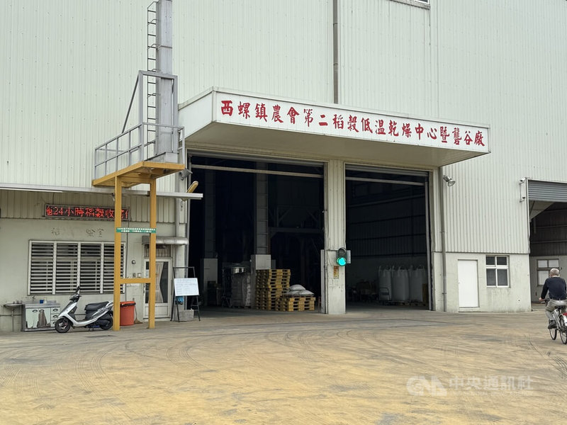 雲林縣從10日起進入二期稻作採收期，由於颱風鳳凰逼近，西螺鎮農會9日緊急公告，農會三處稻穀乾燥廠24小時全日無休收稻穀，10日凌晨3時許已有農民敲門繳交稻穀。  中央社記者姜宜菁攝  114年11月10日