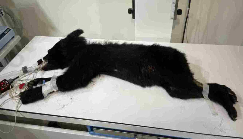 花蓮縣卓溪鄉立山村9日首度有黑熊入侵，經林業及自然保育署花蓮分署誘捕後送醫檢查，初步研判該個體應為台灣黑熊幼年公熊，體重12.3公斤、體長99.5公分、體態消瘦且營養不良，無明顯外傷，院方將進行營養補強與健康追蹤，再由花蓮分署評估野放可行性。（林業及自然保育署花蓮分署提供）中央社記者張已亷傳真　114年11月10日