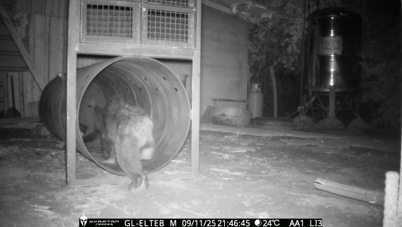 花蓮縣卓溪鄉立山村9日首度有黑熊入侵，經族人協助林業及自然保育署花蓮分署布設2組誘捕籠，晚上9時46分許成功捕獲黑熊，並將黑熊後送至東部野生動物救傷中心野灣動物醫院檢查個體狀況。（林業及自然保育署花蓮分署提供）中央社記者張已亷傳真　114年11月10日