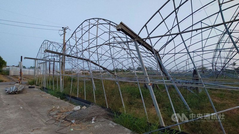 颱風丹娜絲7月入侵台灣,造成嘉義縣嚴重農損,部分倒塌的溫室設施至今還未修復,颱風鳳凰又以類似路線侵台,引起農民擔憂。中央社記者蔡智明攝 114年11月10日