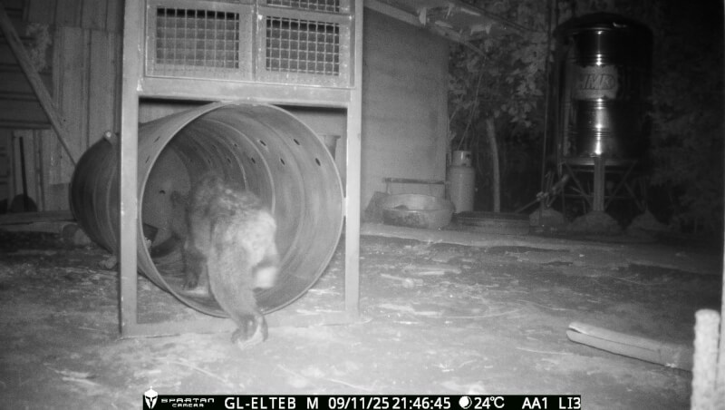 花蓮縣卓溪鄉立山村9日首度有黑熊入侵，經族人協助林業及自然保育署花蓮分署布設2組誘捕籠，晚上9時46分許成功捕獲黑熊，並將黑熊後送至東部野生動物救傷中心野灣動物醫院檢查個體狀況。（林業及自然保育署花蓮分署提供）中央社記者張已亷傳真　114年11月10日