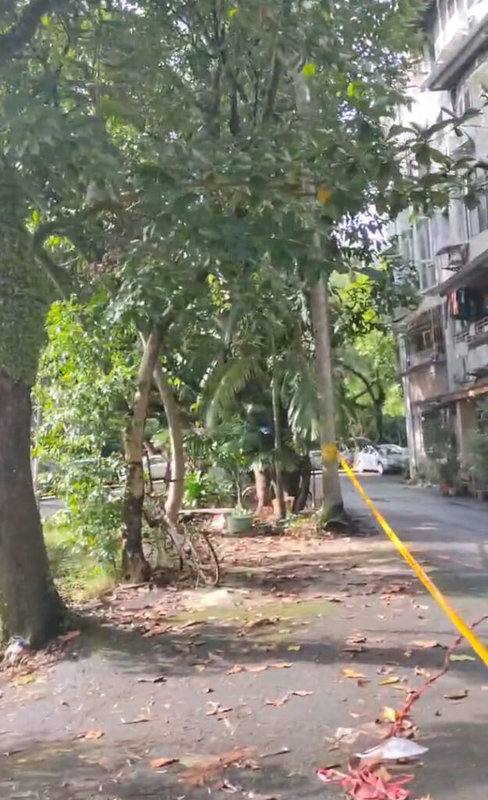 台灣樹人會、南港百合社區護樹團主張台北市南港區研究院路一帶11棵樹木樹齡超過50年，不得砍伐。文化局指出，測量結果顯示，有10棵樹木未達受保護樹木標準。（台灣樹人會提供）中央社記者楊淑閔傳真　114年11月10日