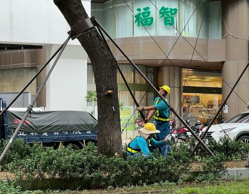 颱風鳳凰海警已發布，高雄市捷運局與高雄捷運公司針對輕軌車站與沿線完成防颱整備，包括樹木加固保護等。（高雄市捷運局提供）中央社記者蔡孟妤傳真　114年11月10日