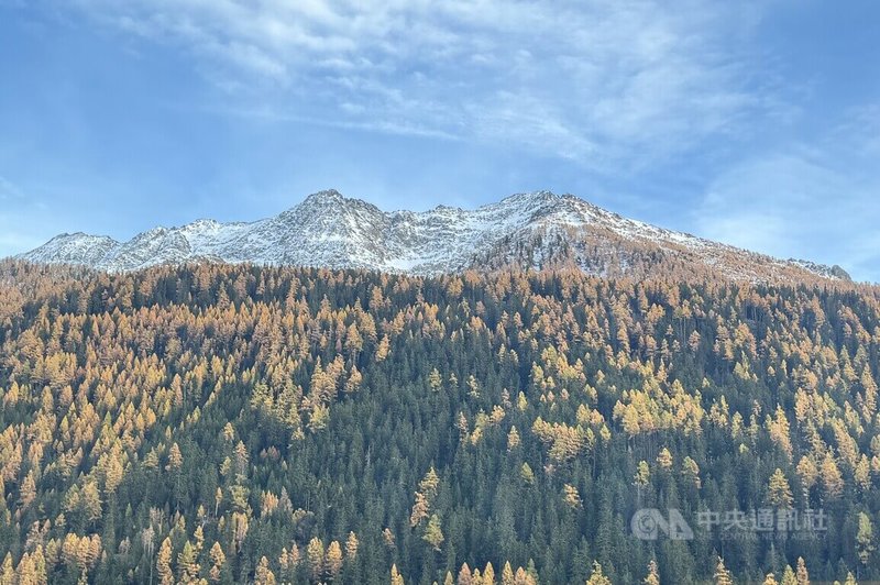 瑞士瓦萊州是今年5月發生冰河與土石流崩塌地區，目前已入秋。該州全境為山區，仰賴足夠的降雪量支持雪場運作。該州有多處瑞士冬季滑雪勝地，迎來國際旅客。秋季以金色落葉松聞名，是瑞士登山客的爬山熱門地點。中央社記者郭芳君瓦萊州攝　114年11月11日