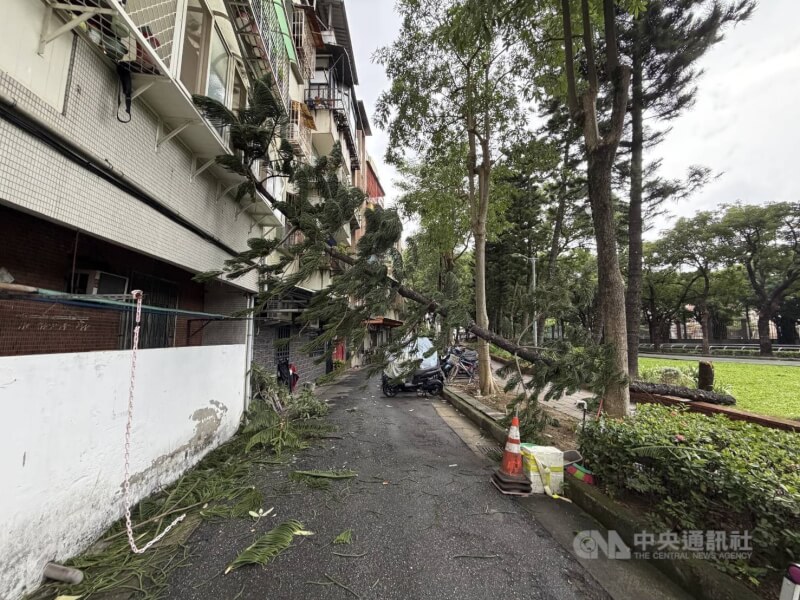 11日台北市北投區立農公園1棵約3樓高樹木斷裂傾倒,樹身傾靠在對向公寓2樓處,造成窗戶受損,幸無人傷。(翻攝照片)中央社記者黃麗芸傳真 114年11月11日