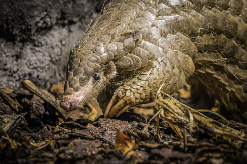 布拉格動物園9日臉書發訊，穿山甲「潤喉糖」中午死亡。台北市立動物園證實屬實，「潤喉糖」為雌性、約7歲，進食狀況不佳所致。（台北市立動物園提供）