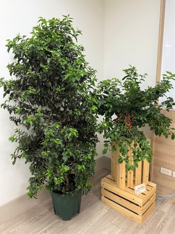 農業部農業試驗所育成台灣首個本土咖啡品種，命名為「台農1號」，產量比目前國內栽培的外來品種高，且烘焙後達精品等級。（農試所提供）中央社記者汪淑芬傳真　114年11月11日