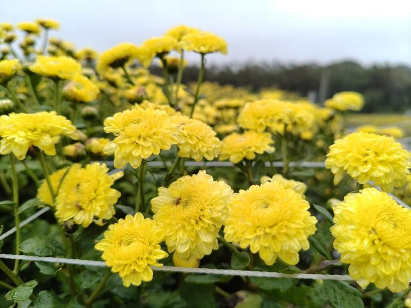 苗栗縣銅鑼鄉為國內杭菊最大產地，銅鑼鄉農會12日表示，目前杭菊花開約4成，預計11月中旬起為期3週，將迎來最佳賞花時機。（銅鑼鄉農會提供）中央社記者管瑞平傳真　114年11月12日