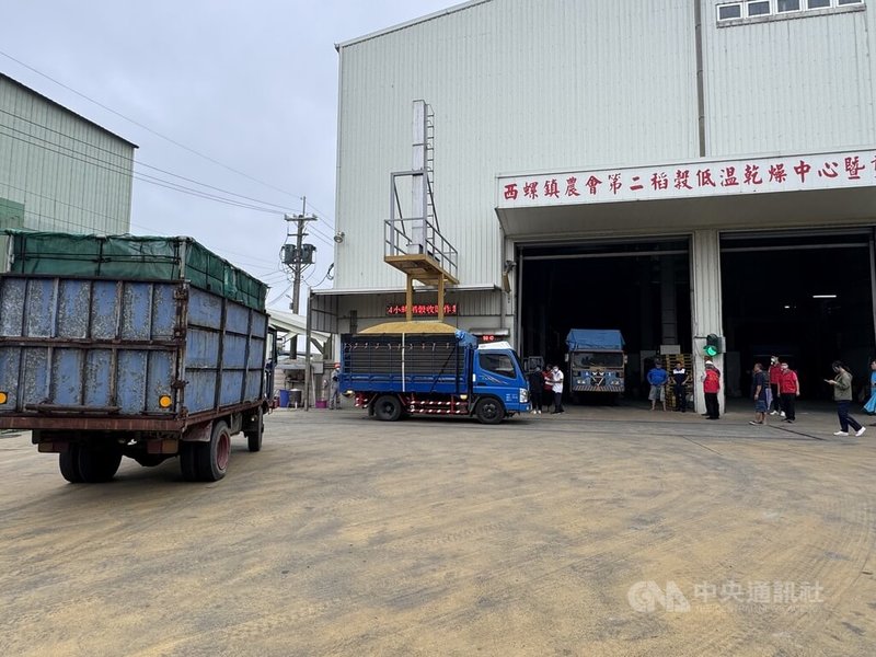 颱風鳳凰逼近,雲林縣稻農搶割,西螺鎮農會碾米廠連續3天24小時營運,收購量較往年多出1倍。12日碾米廠外有車輛等待繳穀。 中央社記者姜宜菁攝 114年11月12日