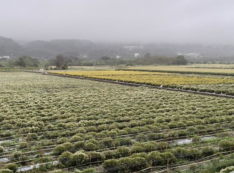 苗栗縣銅鑼鄉是國內杭菊最大產地，先前已因連續降雨農損近4成，又遇颱風鳳凰攪局。銅鑼鄉農會12日表示，目前杭菊花開約4成，所幸風雨不大未見明顯災情，也即將進入最佳賞花期。（銅鑼鄉農會提供）中央社記者管瑞平傳真　114年11月12日