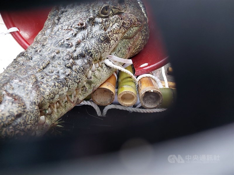 農業部預告修法禁止家庭飼養河口鱷，阮姓鱷魚養殖場業者為此於10月17日，載運河口鱷在立法院大門前道路抗議。台北地院簡易庭裁定阮男罰鍰1萬元，扣案的河口鱷沒入。可抗告。（中央社檔案照片）