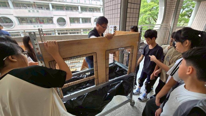 高雄市新莊國小推動「啾啾體驗」生命教育課，與在地農會攜手合作；5年3班學生透過課程親手設計鳥窩、分組照顧小鵪鶉，過程中加深理解尊重生命的意義。（新莊國小提供）中央社記者林巧璉傳真　114年11月12日