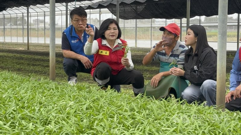 颱風鳳凰逼近，雲林縣菜農12日趁著陰天搶收蔬菜，西螺果菜市場菜價因承銷商未進場、買氣弱呈現跌多漲少。雲林縣長張麗善（左2）、國民黨立委張嘉郡（右1）等人到場關心。  中央社記者姜宜菁攝  114年11月12日