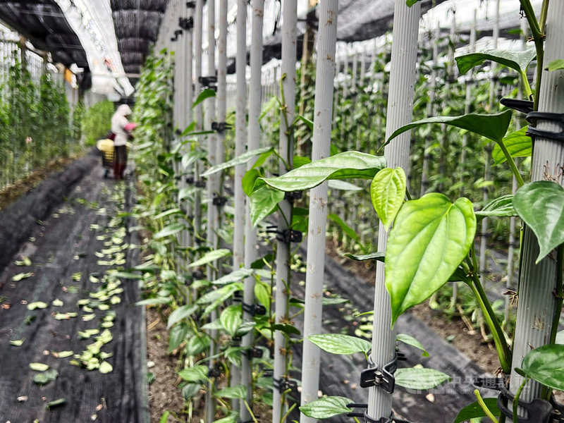 衛生福利部食品藥物管理署10月30日發文給農試所和各縣市衛生局,告知乾燥後荖藤(Piper betle L.)葉片(荖葉)可作為賦予食品特殊香味或風味的香辛料使用。圖為田間未烘乾荖葉。中央社記者盧太城台東攝 114年11月13日