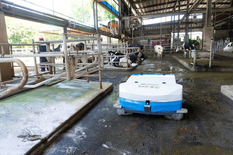 農業部畜產試驗所與工業技術研究院合作，推出第1台專為國內乳牛場設計的清糞機器人，每天可為牧場節省3.5小時清潔人力及13噸用水，相當於每年可節省新台幣37萬元人力成本，同時減少10座標準游泳池的用水量，將是酪農的智慧好幫手。（畜試所提供）中央社記者汪淑芬傳真  114年11月13日
