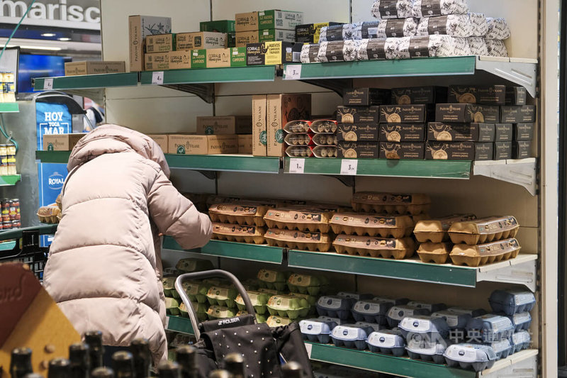 西班牙禽流感危機惡化，今年以來已撲殺約250萬隻蛋雞，導致雞蛋價格和去年相比平均上漲31%。圖為民眾在首都馬德里超市內選購雞蛋。中央社記者胡家綺馬德里攝　114年11月13日