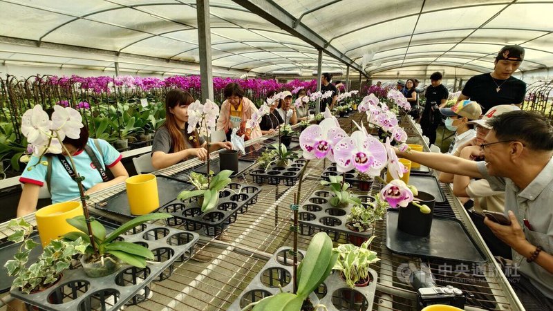 2026年台灣燈會將在嘉義縣舉辦，鹿草鄉公所設計「尋寶遊程」，在研帥蘭園體驗蘭花手作組盆，要吸引燈會的遊客到鹿草玩。中央社記者蔡智明攝　114年11月13日