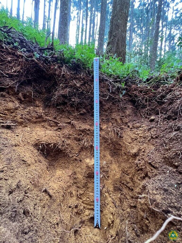 土壤是森林碳匯中不可或缺的「沉默力量」，且不同樹種的深層土壤碳濃度差異很大。（林試所提供）中央社記者汪淑芬傳真　114年11月13日