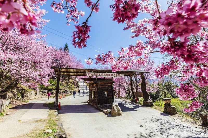 新竹尖石司馬庫斯融合泰雅文化、巨木群及部落永續精神，是兼具自然景觀與文化厚度的原鄉景點，榮獲交通部觀光署第2屆「觀光亮點獎」的「最佳國際推薦獎」肯定。圖為司馬庫斯櫻花季時美景。（新竹縣政府提供）中央社記者魯鋼駿傳真　114年11月14日