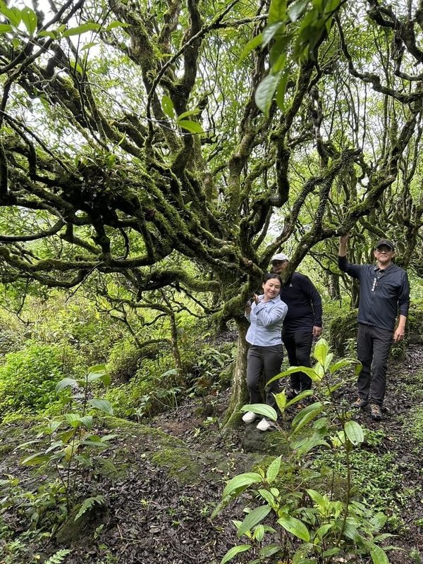 卡薩·T世家在越南有上千甲茶園,與當地茶農合作,台灣技術與管理人員常到山上指導茶農,傳授當地農民種茶、採茶、製茶技巧。圖為越南老茶樹。(吳育安提供)中央社記者曾婷瑄河內傳真 114年11月14日