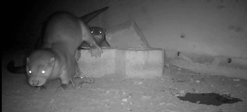 由金門歐亞水獺社區巡守隊架設的紅外線自動相機，錄下水獺媽媽帶著小水獺在各個區域穿梭、打鬧畫面。圖為小水獺嗅聞記下水獺媽媽排遺氣味。（上善生態有限公司提供）中央社記者吳玟嶸傳真　114年11月16日