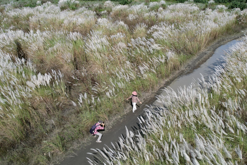 適逢深秋時分，新北市八里區挖仔尾一帶芒花盛開，民眾15日在芒花間拍照留念。中央社記者徐肇昌攝 114年11月15日